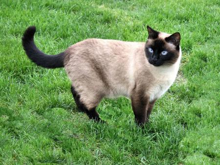 Siamese Traditional - apple head, traditional, cat, siamese