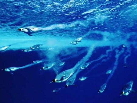 Emperor Penguins - ocean, penguins, swimming, diving