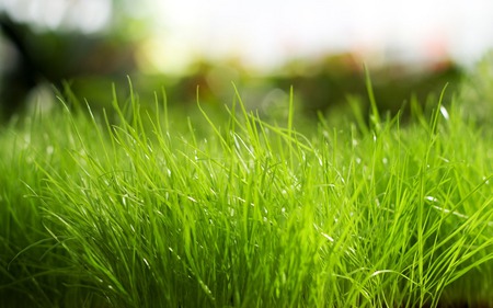 fresh grass - grass, nature, 1280x800, green