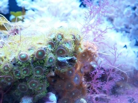 Underwater Beauty - coral, ocean, colorful, tropical, reef