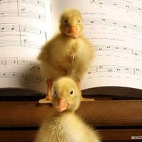 Cute Ducklings