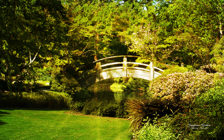 Over the bridge - trees, pond, garden, lawn, bridge