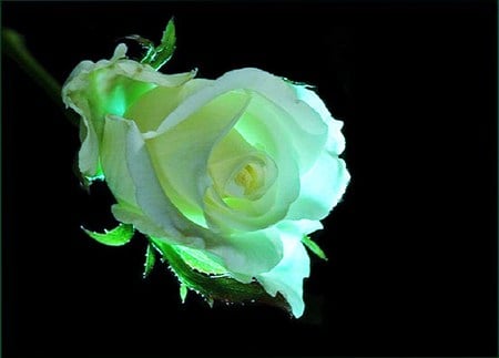 Rose glow - glow, yellow, black background, green, rose, light