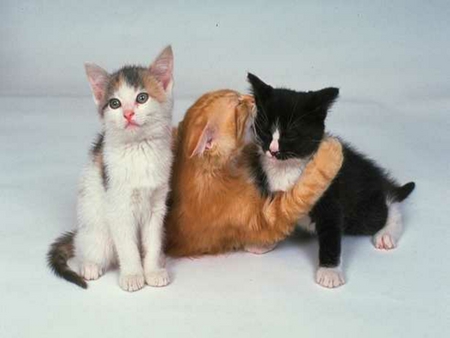 Sweet Kittens - cats, kittens, sweet, three