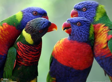 Gossiping Parrots - wildlife, rainbow, noisy, bird, nature, yellow, red, blue, beautiful, orange, green