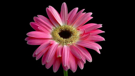 pink petals - flower, pretty, pink, black, beautiful, dark, one, nature, daisy