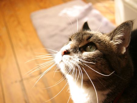 Cat - pretty, whiskers, sun, cat