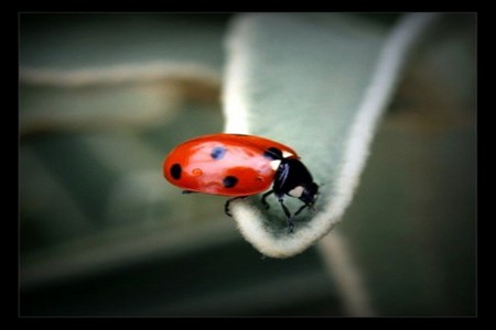 All the small things - ladybug, leaf, black, red