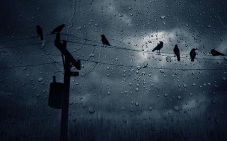 birdbath - sky, animals, rain, wet, raven, dark, lines, clouds, drops, birds