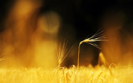 Wheat- close-up - field, wheat, up, close