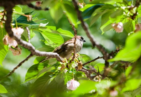 bird - abstract, beautiful, model, nice, other