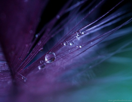 Dewy feather - purple, beautiful, water, feather, dew