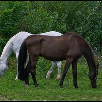 Beauty in the pasture