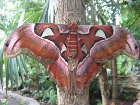 Atlas Moth - large, atlas moth, moth, brown