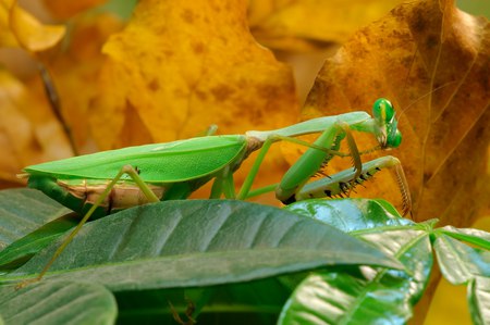 Praying Mantis Preening - insect, devils horse, praying mantis, preening