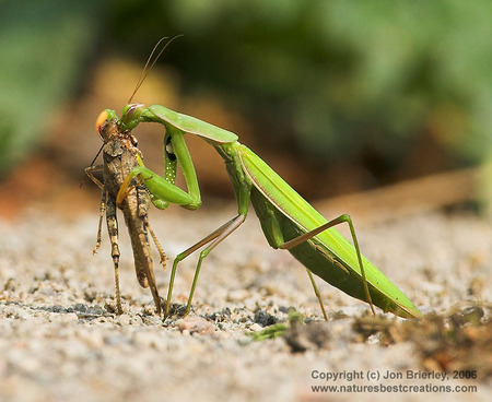 Ah Dinner - dinner, insect, devils horse, praying mantis