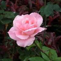 nice rose