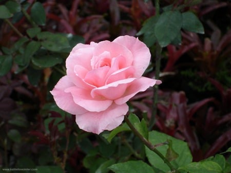 nice rose - rose wallpaper, rose, flower, nature