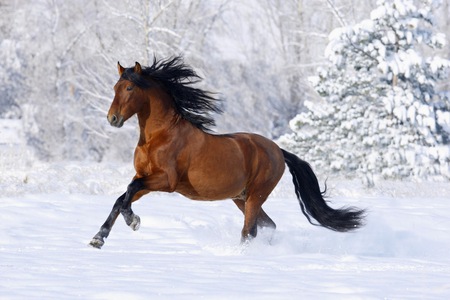 Andalusian In The Snow - horses, brown, spanish, andalusian, bay