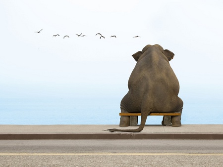 Here's Attitude - beach, mad, laugh, animal, elephant, funny, life s a, shunning, bench