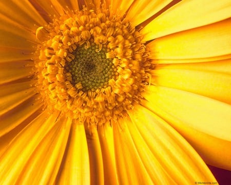 yellow flower - nice, abstract, beautiful, other, model