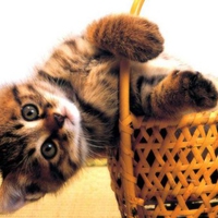 HOLD ON KITTY HOLD ON KITTY