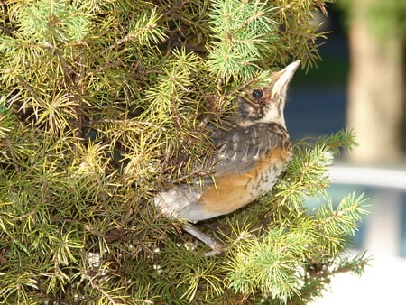 baby robin red breast - bird, robin, chick, baby