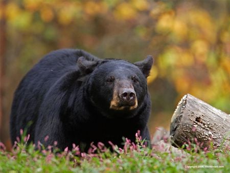 Canadian Black Bear - dangerous, scavenging, huge, woods