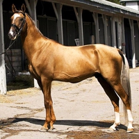 Chestnut beauty