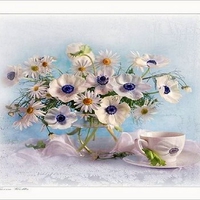 Daisy color - still life