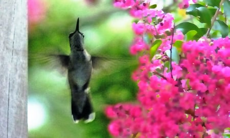 Hummingbird in flight - hummingbird, wings, summer, flower, little bird