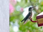 Hummingbird perched on feeder