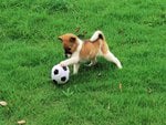 Footbal player dog