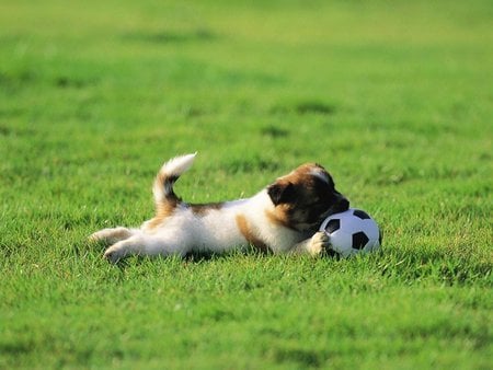 My ball - puppy, dog, ball, football, grass