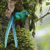 Quetzal