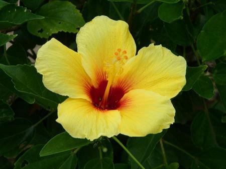 Yellow Flower - pretty, greenery, flower, yellow