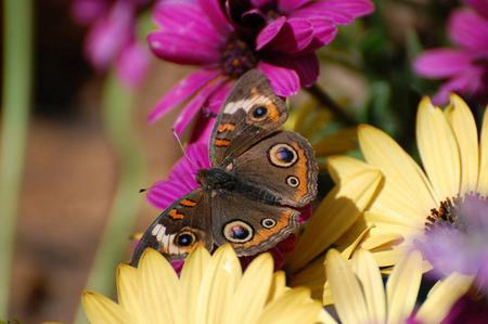 Butterfly - colorful, yellow flower, butterfly, purple flower