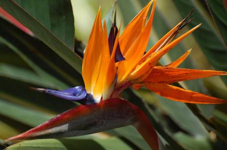 Bird of Paradise - pretty, flower, orange, green