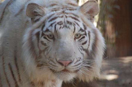 WhiteTiger - tiger, wild, ewhite, cat