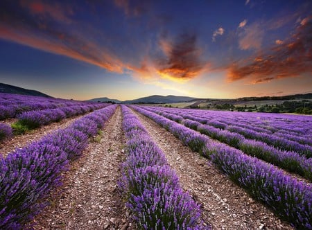 Special Sundown - plantation, odor, fragrance, sun, panorama, colorful, white, amazing, purple, evening, petals, land, parfum, smell, nature, beautiful, leaves, stones, pines, nice, sunrises, sky, trees, campo, photography, redolence, lavender, fields, love, sunlight, violet, blue, essence, scenery, awesome, perfume, natural, horizon, sundown, fragrancy, pistils, sunset, beije, spring, cool, aroma, scent, florests, ranks, landscape, scarlat, scenario, maroon, photoshop, levendulas, dawn, sunshine, leaf, scarlet, brown, multicolor, clouds, sunsets, orange, rows, scene, day, plants, gold, agriculture, colours, cenario, colors, flowers, photo