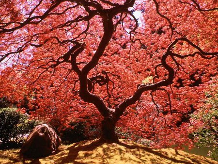 Red Spring - sun, colorful, white, amazing, petals, paysage, land, trunks, laguna, branches, wallpaper, nature, beautiful, leaves, stones, beauty, nice, sky, trees, photography, black, sunlights, green, desktop, landscapes, ipe, forests, paisage, claear, red, blue, scenery, awesome, natural, flamboyant, pistils, beije, spring, wood, lagoons, lakes, cool, roots, cena, multi-coloured, scenario, maroon, photoshop, seasons, water, leaf, brown, multicolor, orange, rivers, waterfront, sand, scene, fullscreen, paisagem, background, day, colours, creeks, cenario, grove, flowers, colors, photo