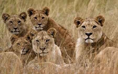 Lions - jungle, cute, tiger, five