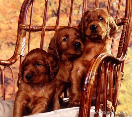 Irish Trio - setter, irish, puppies, rocking chair