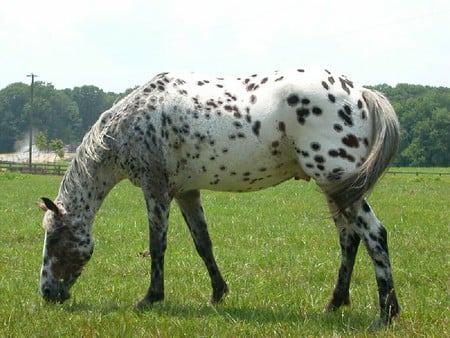 Peaceful Appy - appaloosa, leopard, peaceful, horse