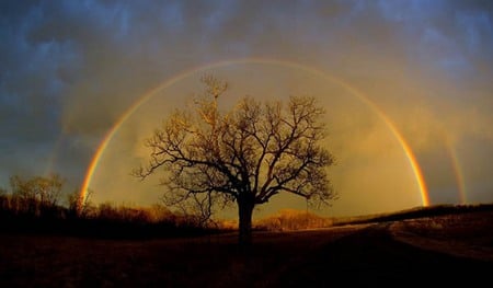 Somewhere over the Rainbow - clouds, rainbow, scenery, tree