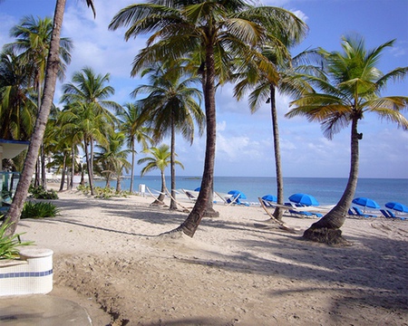 Beach - palm trees, water, beach, umbrellas