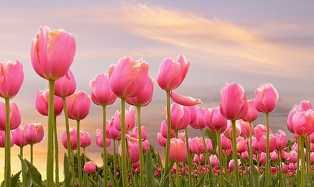 Field of beauty - flowers, field, pink, sky