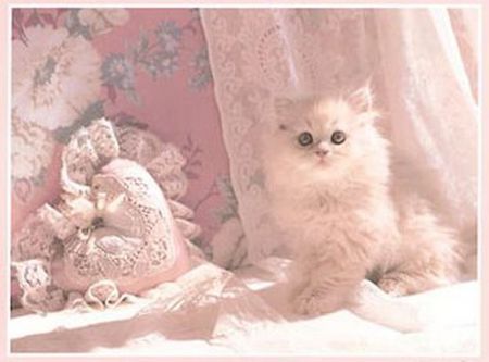 Pretty in pink - pillow, white, pink, cat