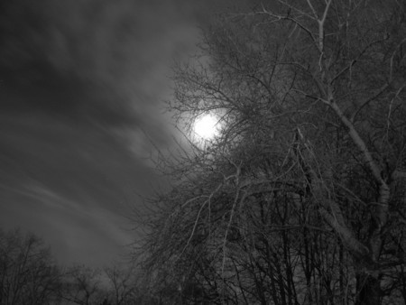 Moon - moon, night, trees, peaceful