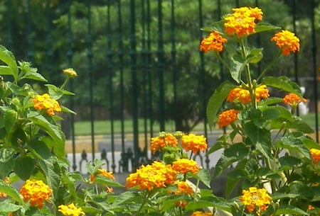 Flowers - flowers, nature, yellow and orange